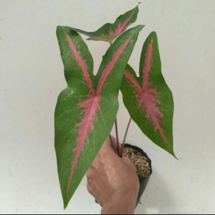 Tanaman hias caladium pink rabbit - keladi pink rabbit - caladium