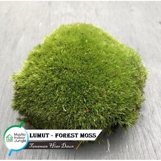 ........... Tanaman Lumut Hias Bonsai hidup - Forest Moss