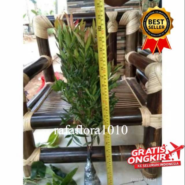 Pohon pucuk merah 50cm tanaman pagar