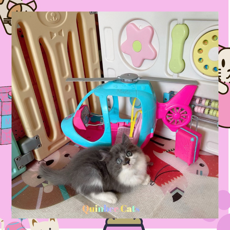 kucing Persia Flatnose Jantan Blue Bicolor / Abu Putih