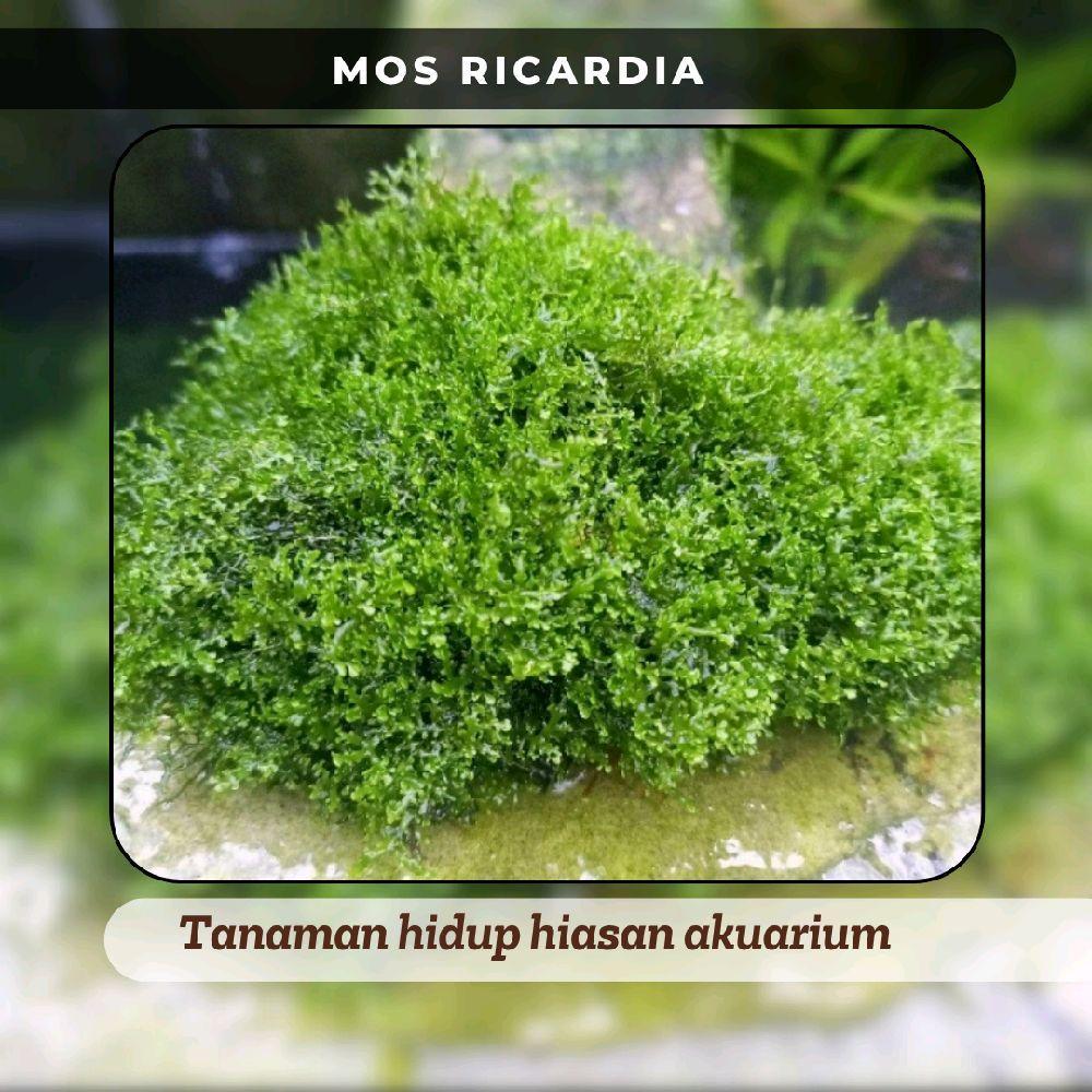Mos ricardia tanaman rumput hiasan akurium dekorasi akurium