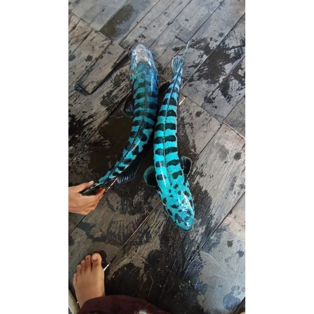PAKET HEMAT 2 TOMAN GOBLIN BIRU UK 9-11 CM  GEN ORI