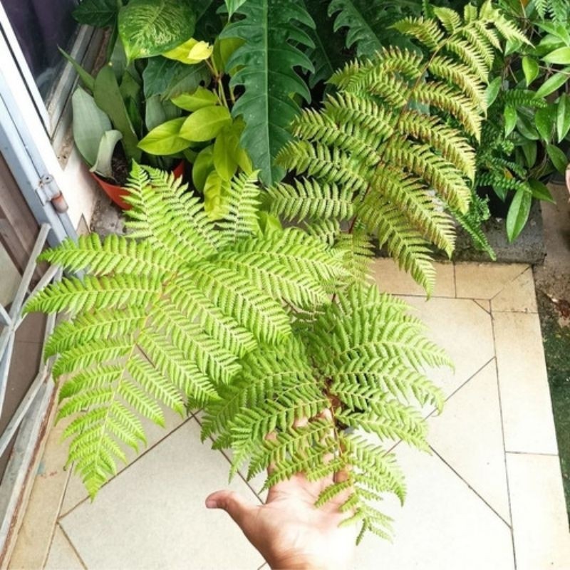 Tanaman hias pakis monyet - Tanaman peneduh pakis monyet - Pakis hutan