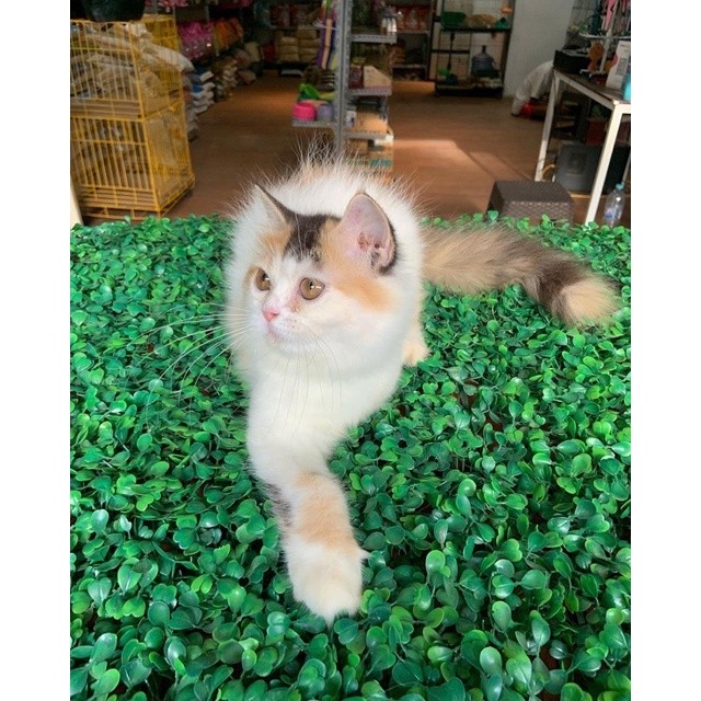 kucing & kitten ras persia abu , calico , silver shade , himalaya Alpha petshop anakan kucing lucu a