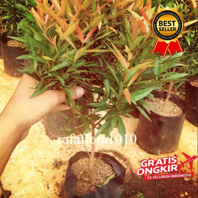 Tanaman Pucuk merah Rimbun biji