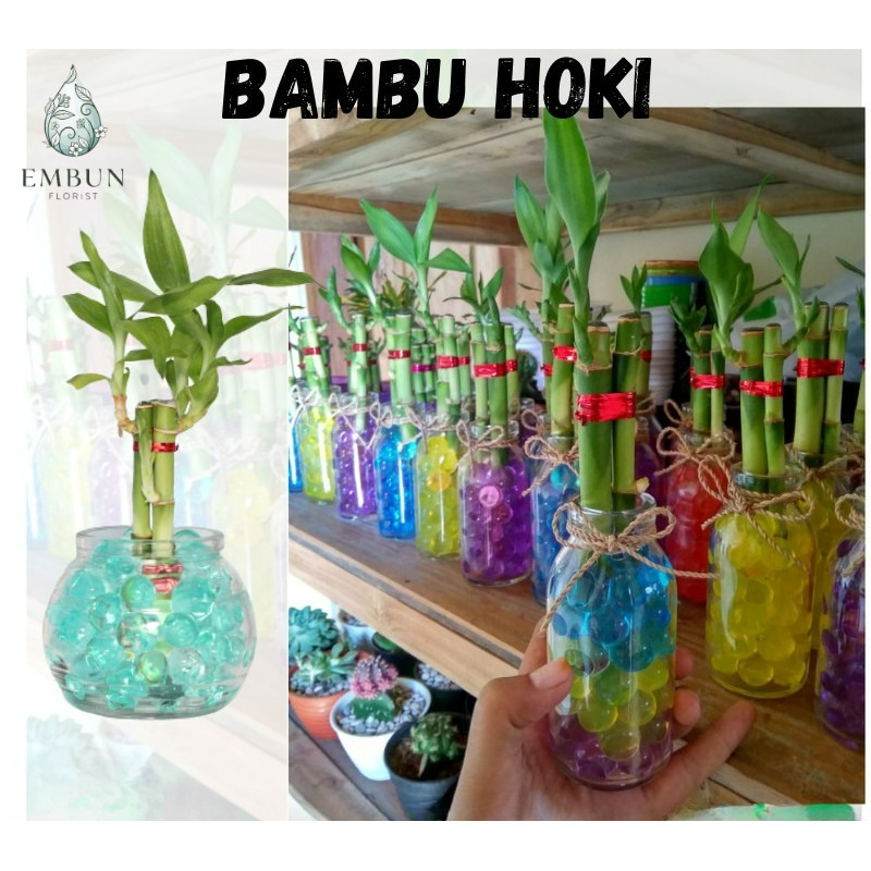TERMURAH tanaman BAMBU HOKI - BAMBU AIR - BAMBU HIAS - sri rejeki batang bambu hoki bambu cina