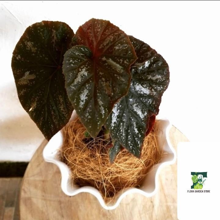 Tanaman hias Begonia Red - Red Begonia - Begonia hias cantik