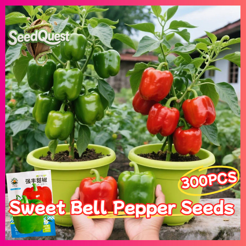 100% Original 300pcs Fresh Sweet Bell Pepper Seeds for Planting Vegetables - High Yield Organic Gian