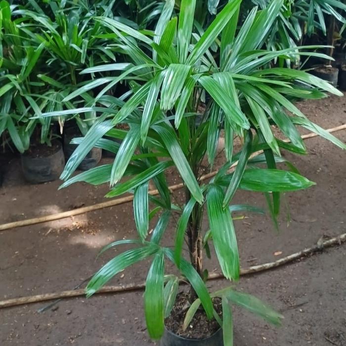 pohon palem regu, tanaman palem regu