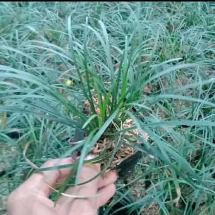 Pohon Kucai Gondrong // Rumput kucai gondron