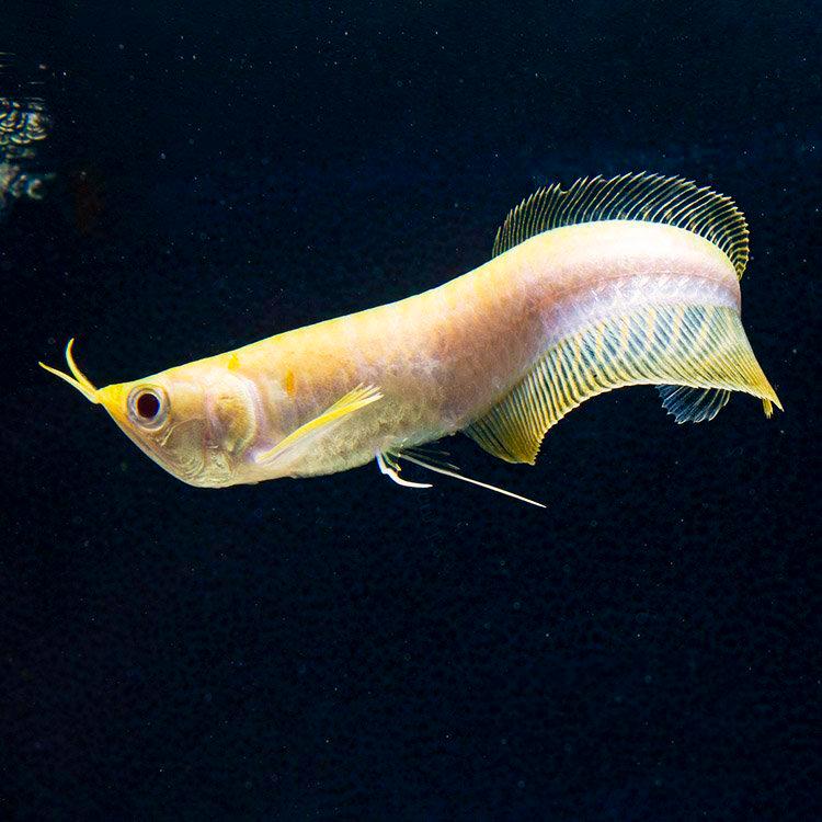 Arwana Albino Silver / Arwana Kuning