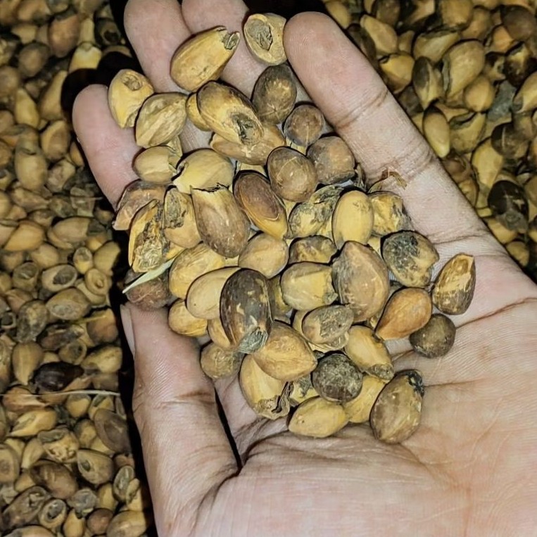 1KG Biji Benih Gamelina Gmelina Jati Putih Unggul Premium