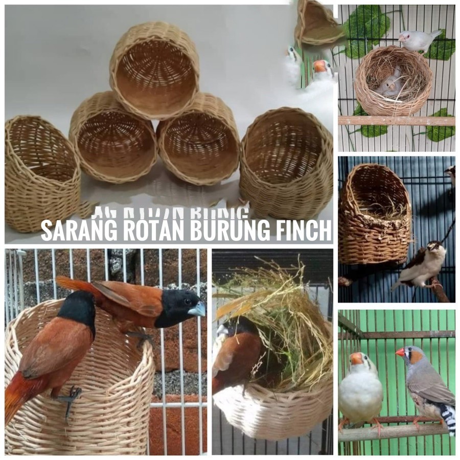 GOWOK ROTAN PENJALIN SARANG BURUNG FINCH KENARI CIBLEK PLECI TEMPAT TERNAK BREEDING BERTELUR BURUNG