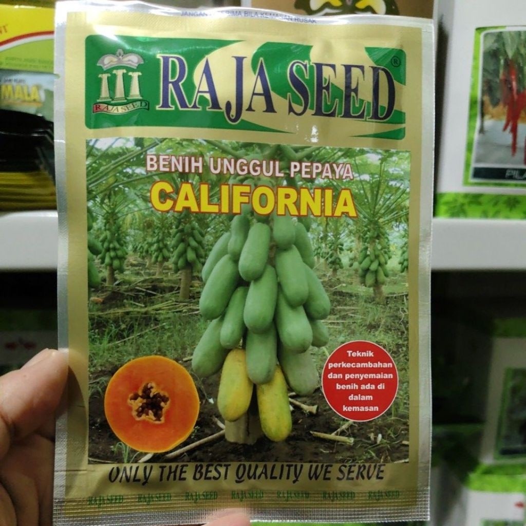 Benih pepaya california 1 gr benih kates raja seed pepaya raja seed TTO99
