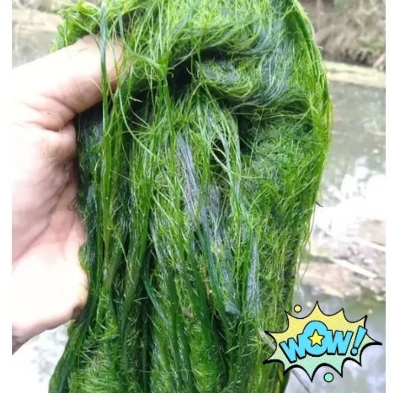 lumut hidup umpan pancing mujair nila dll 200 GR