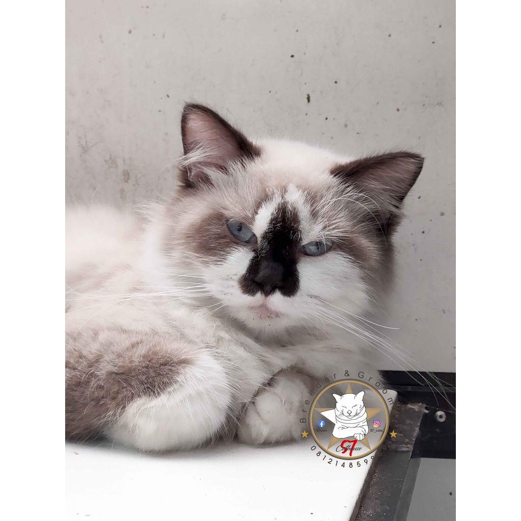 kucing angora, persia, bsh, maincoon, ragdoll bicolor n mitted