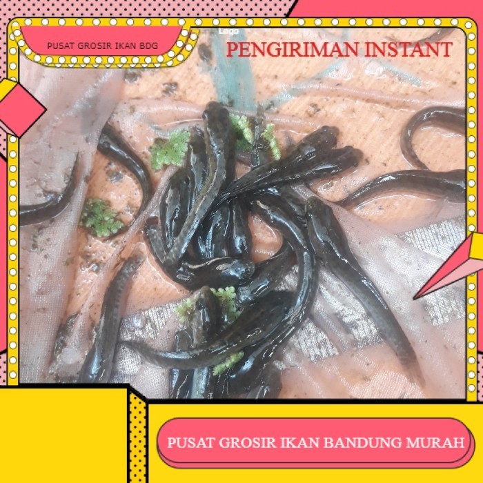 bibit/benih ikan gabus/cingok uk 7 - 9 cm per 10 ekor / ikan bogo BIBIT IKAN BANDUNG INSTANT