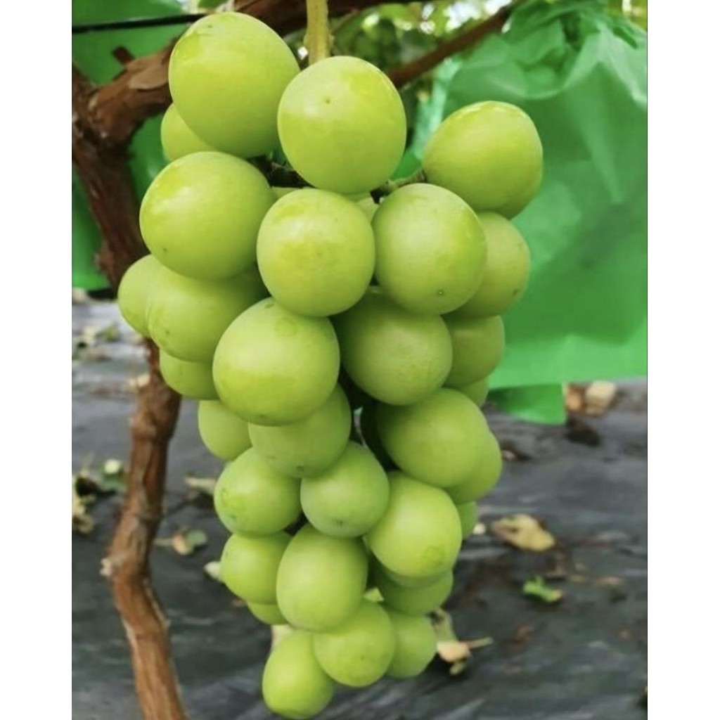 Pohon Anggur Import Shine Muscat Bibit Tanaman Pohon Buah Anggur Muscat