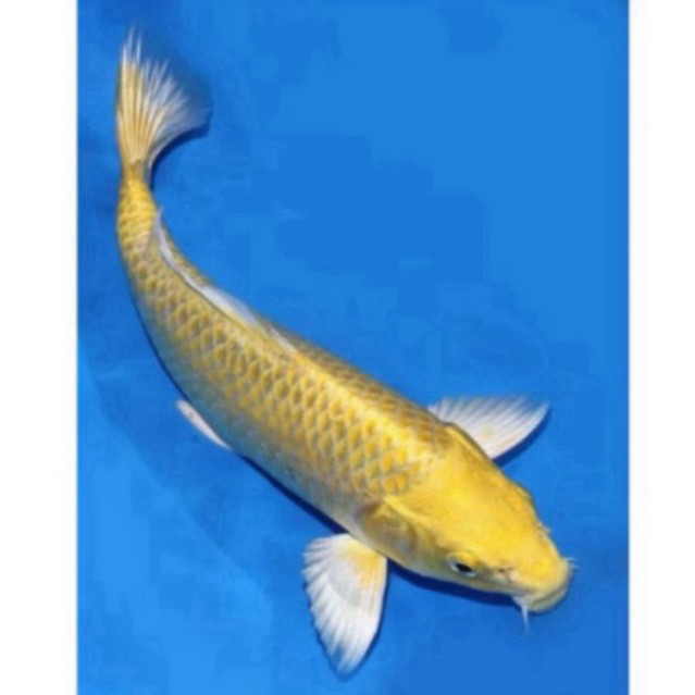 KOI BANANA OGON SIZE 20-25CM SUPER BERQUALITY BLITAR GRADE A