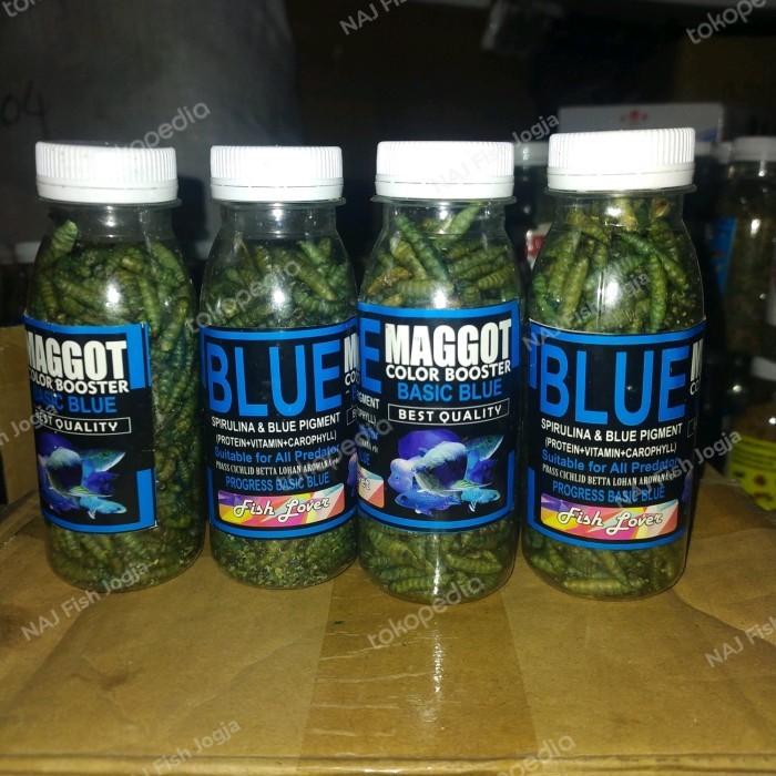 Perlengkapan Aquarium - Maggot Super Maggot Blue Channa Terbukti Mantab Buat ikan Channa Kesayangan
