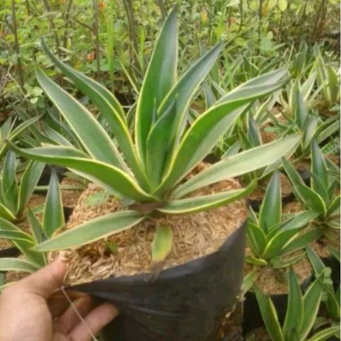 Tanaman hias agave mahkota