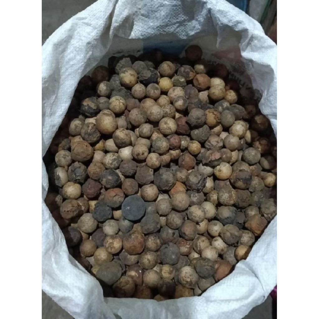 Biji Nyamplung 1kg Bibit Nyamplung