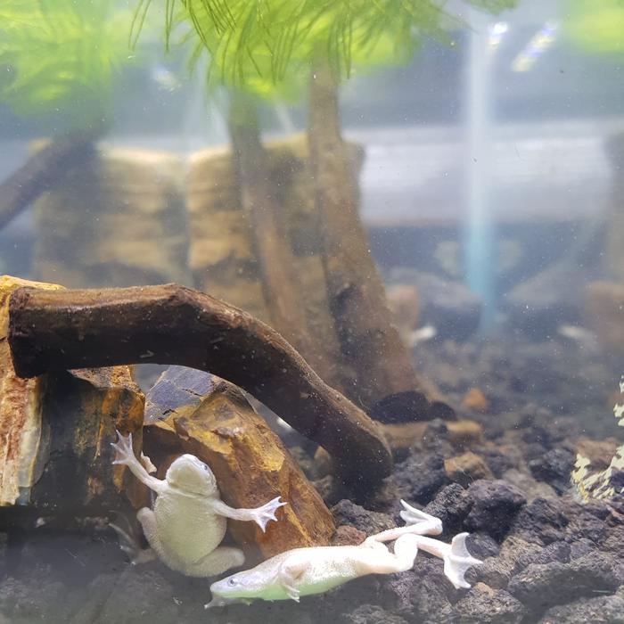 African Dwarf Frog: 5 ekor kodok Albino dan 5 ekor kodok hitam