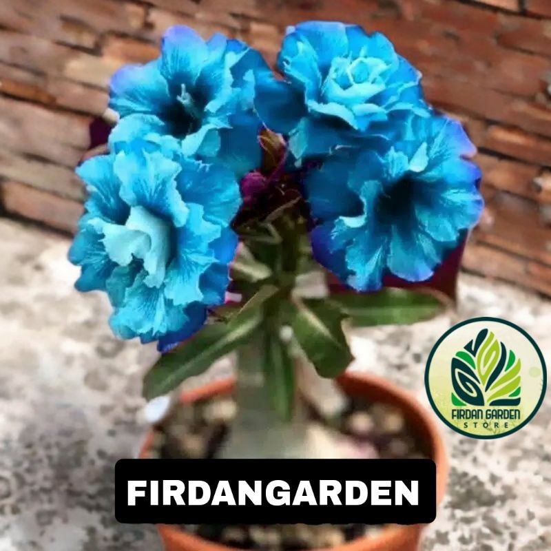 TERMURAH TANAMAN HIAS ADENIUM KAMBOJA JEPANG BUNGA TUMPUK WARNA BIRU / DISERT BLUE- ADENIUM BUNGA TU