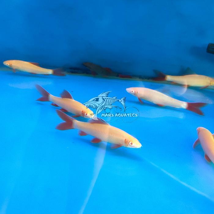 Ready IKAN HIAS REDFIN SHARK ALBINO TANKMATE IKAN