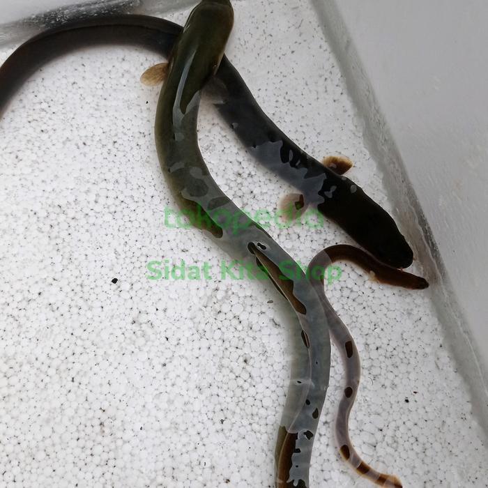 Ready Sidat Jumbo Berat 200Gram up dijual Per Ekor (2-3ekor ongkir 1kg)