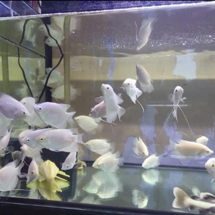 Ready Bibit Ikan hias gurame padang