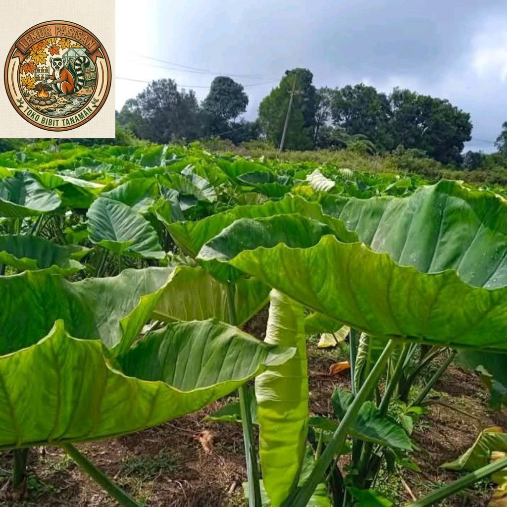 10 bibit taLas gajah, talas kimpul hijau,bibit mbote