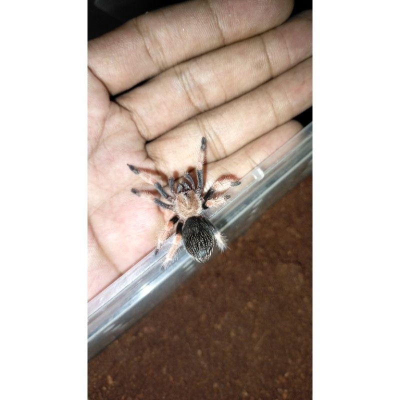 brachypelma boehmei