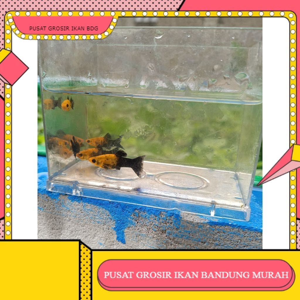 ikan hias molly  / molly golden black  per 10 ekor