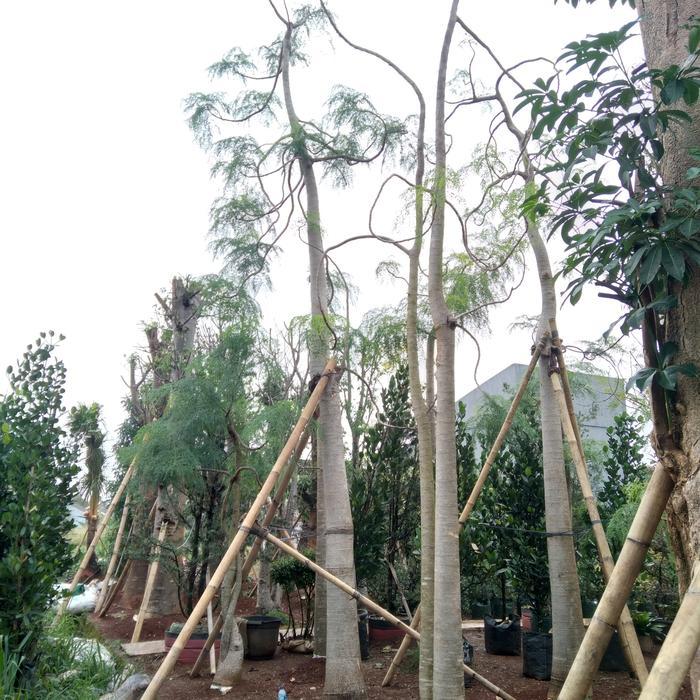 Pohon kelor afrika//moringga.