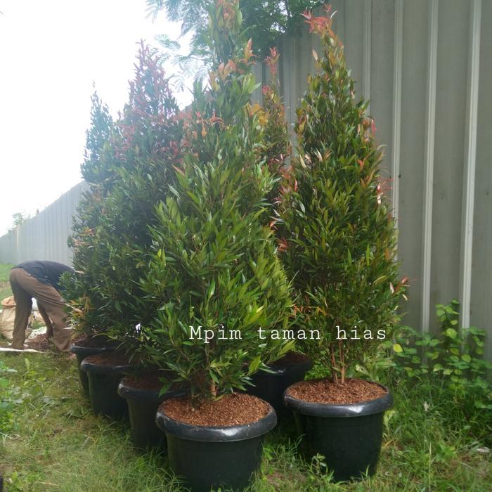 Pohon Pucuk Merah Rimbun/Tanaman Hias Pucuk Merah. Plus Pot Hitam.