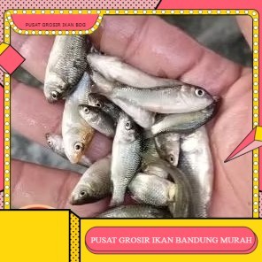 bibit ikan mas ukuran 1 jari per ekor   GROSIR BANDUNG grosir bdg instant