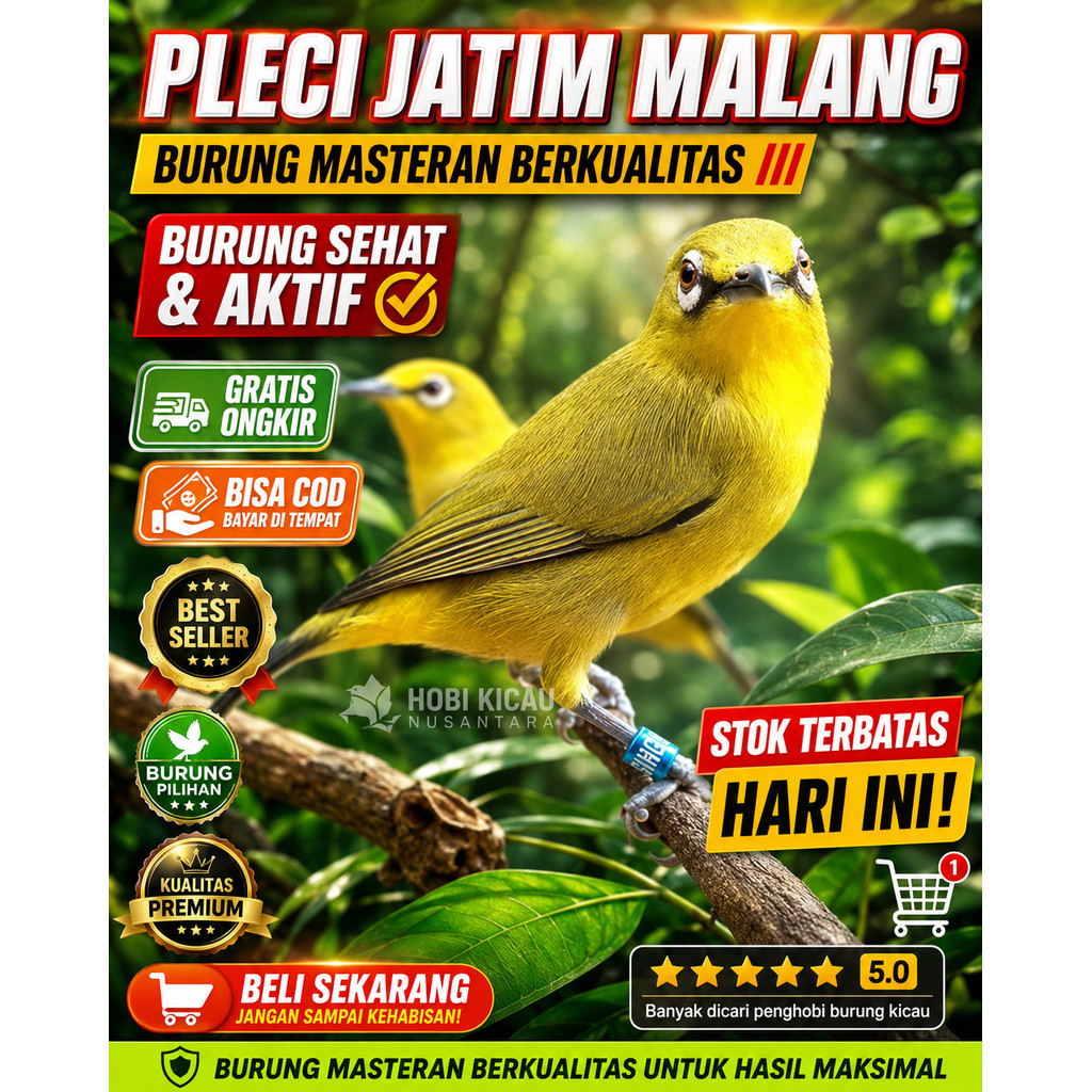 Pleci dakun malang pilihan jantan tulen
