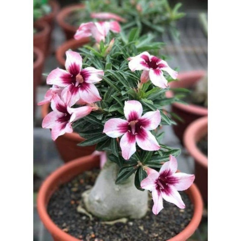 NEWBAHAN BONSAI-ADENIUM KAMBOJA JEPANG BUNGA TUMPUK//BUNGA PUTIH TUMPUK