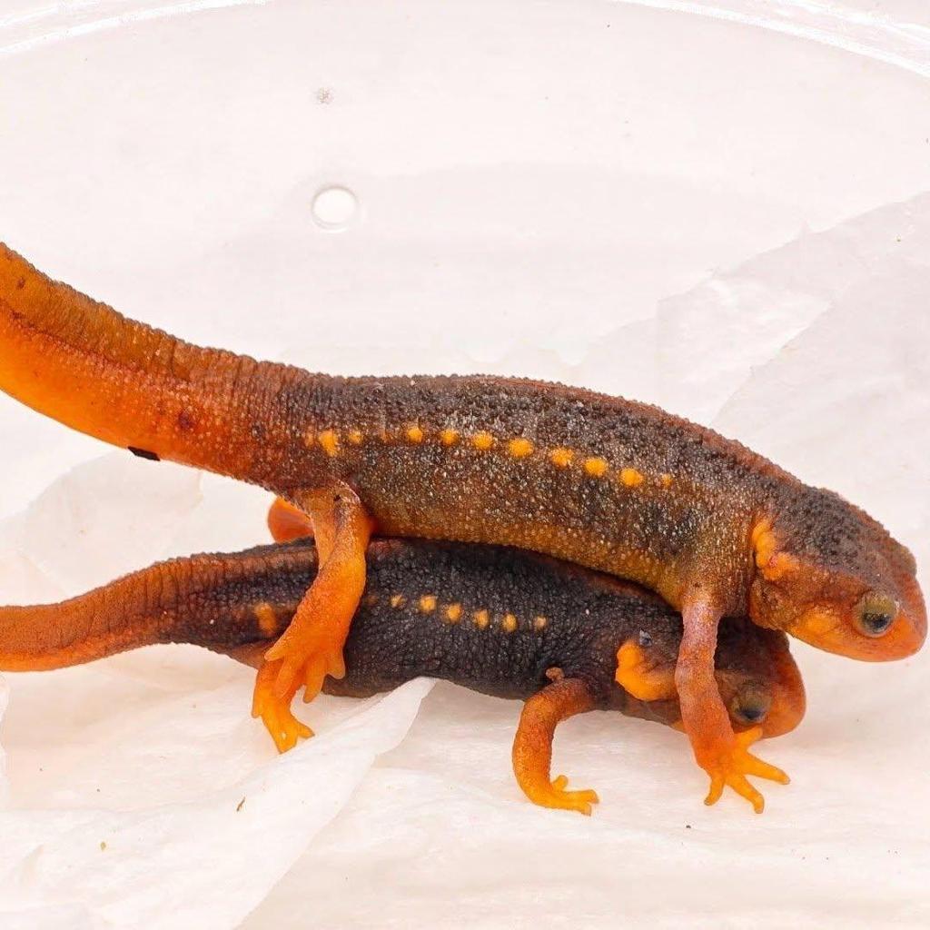 Himalayan Crocodile Newt | Salamander Kadal Air
