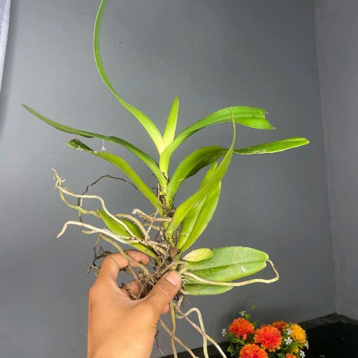 anggrek Vanda hitam sp langka