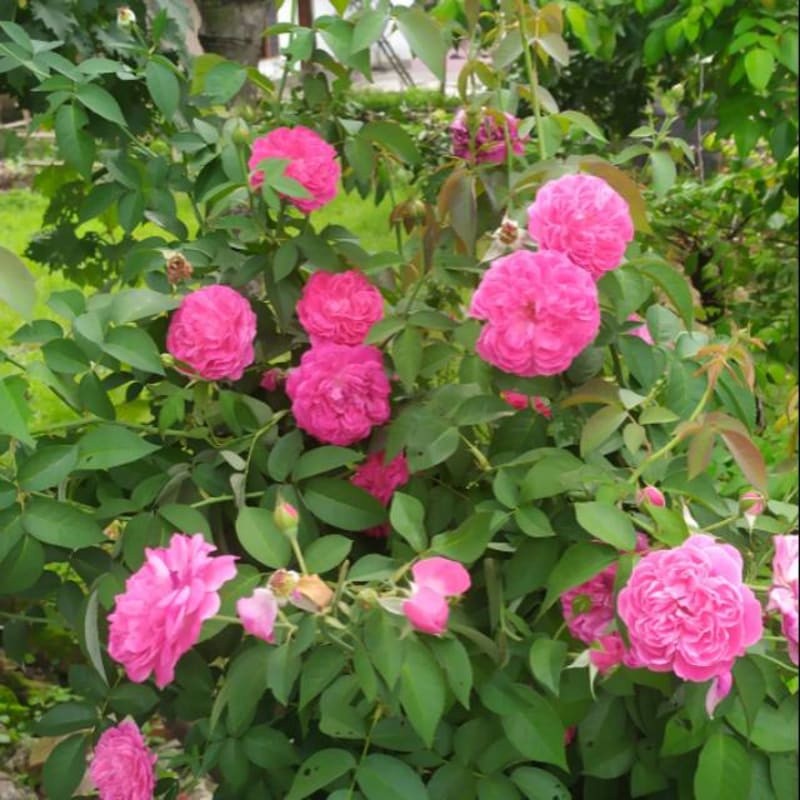 Bibit mawar kampung pink