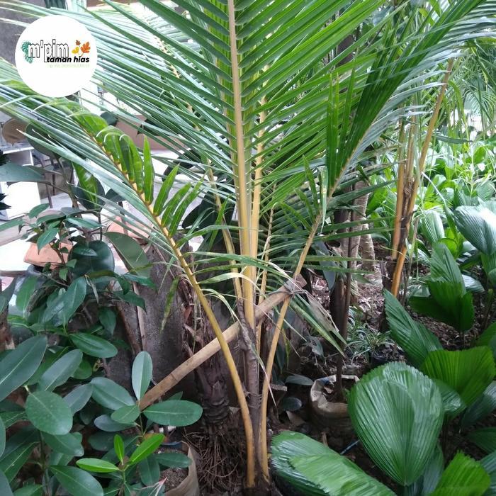 pohon kelapa kuning kelapa hibrida tinggi 2 meter.