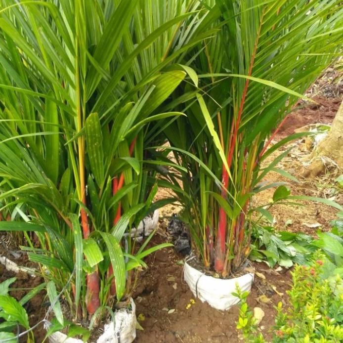 Tanaman hias palem merah - palem merah - bibit palem merah