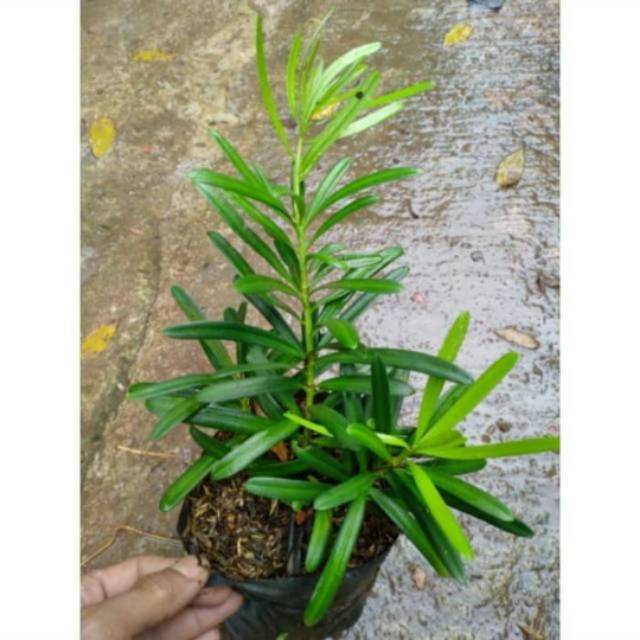 Tanaman hias lohansung taiwan - bahan bonsai - lohansung taiwan