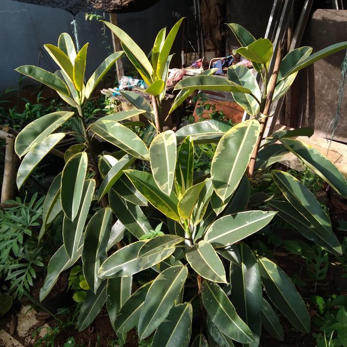 pohon Karet kebo varigata.