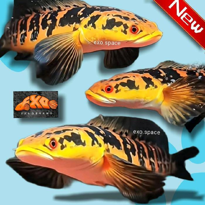 Ready Channa Oren Riau Kualitas Grade A garansi 100% Free Sticker Ukuran 10cm - Random