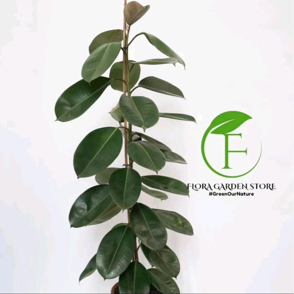 Pohon Ficus Elastica Karet kebo - Pohon Artificial Ficus Karet Kebo TANAMAN