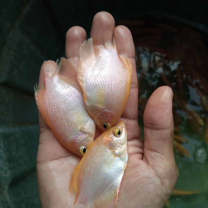 Ready bibit gurame padang size korek kayu