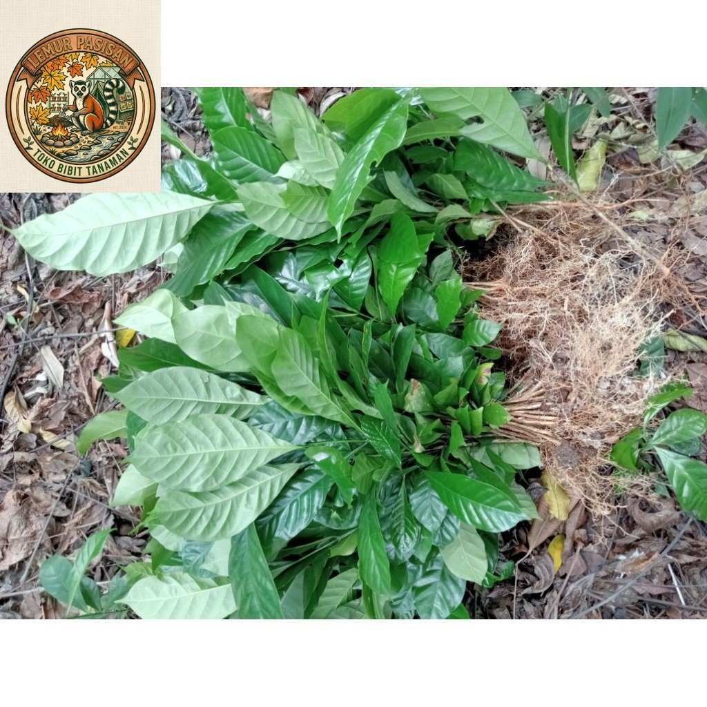 200 Batang Bibit Kopi Robusta Klon Bagio Pilihan